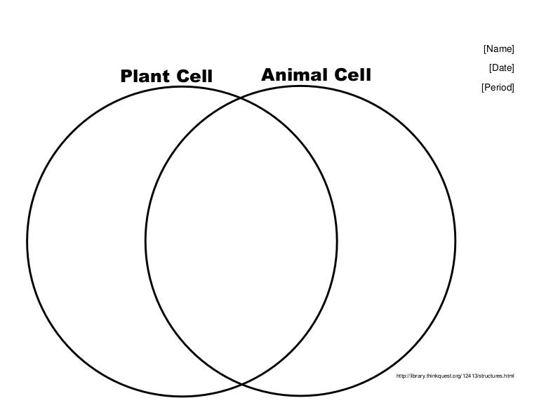venn diagram plant vs animal cell venn diagram of plants and animal cells