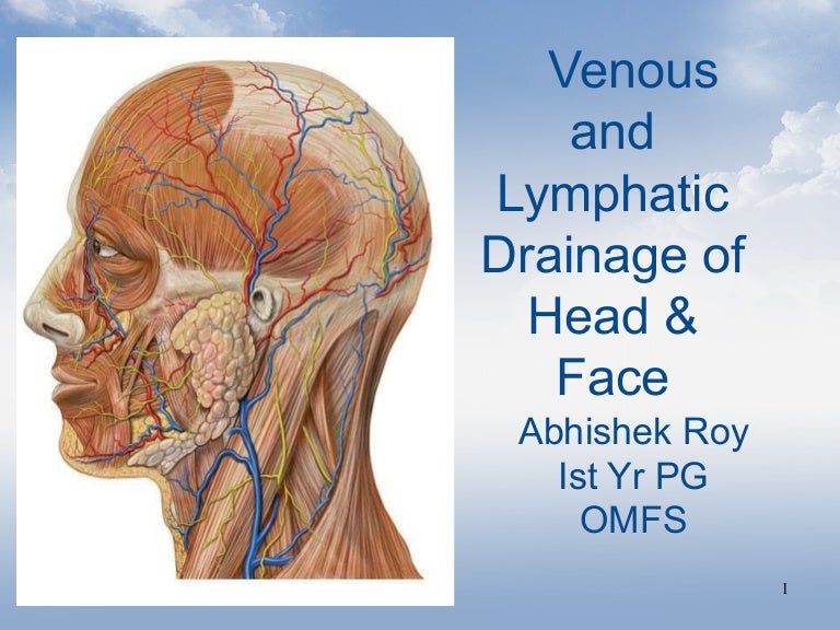Lymphatic Drainage Of Head And Neck vrogue.co