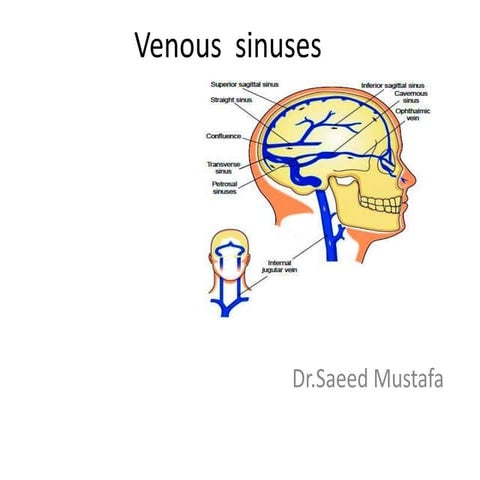 Venous  sinuses