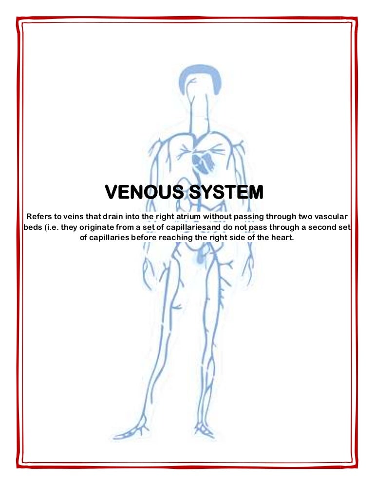 Venous system