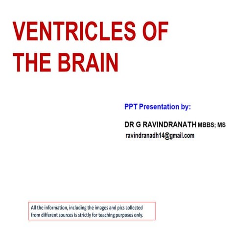 Ventricles of the brain 