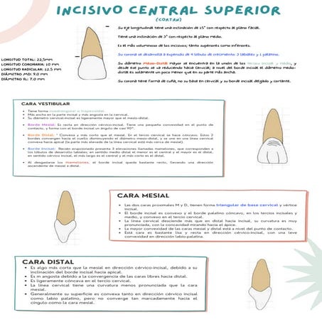 Incisivo lateral inferior | PPTX