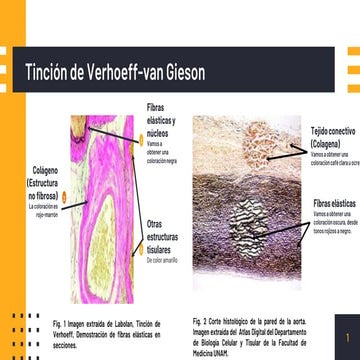 Tincion de Verhoeff | PPTX