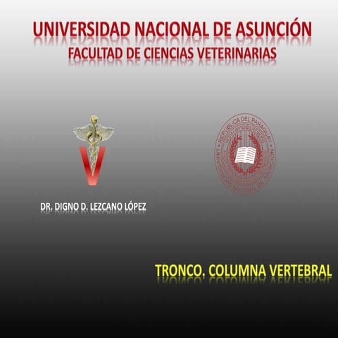 Tronco. Columna Vertebral