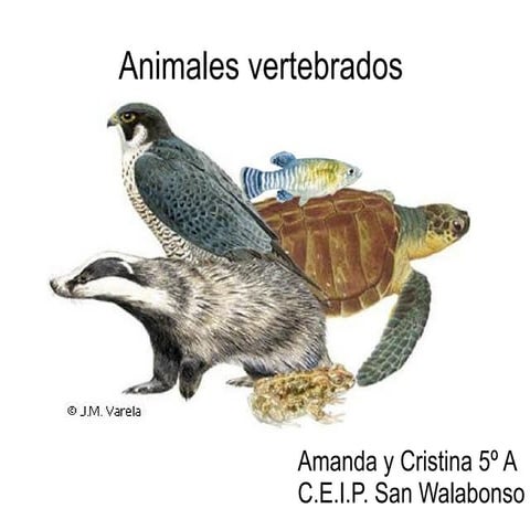 Vertebrados II