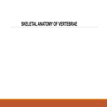 Vertebrae Anatomy spine pg orthopedics.pptx