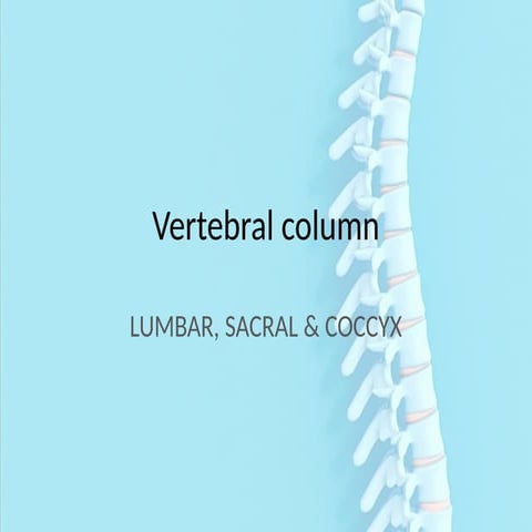 Sacrum visual data 5