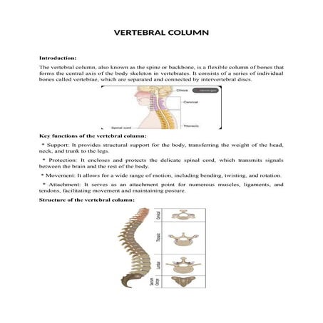 VERTEBRAL Column Kavitha @192006 asr homeopathy medical College | DOCX