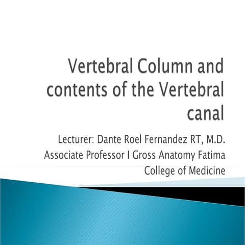 Vertebral Column And Contents Of The Vertebral Canal