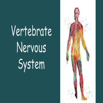 Vertebrate Nervous System new 1 - Copy.pptx