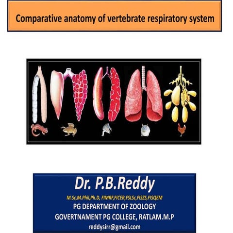 Vertebrate respiratory system