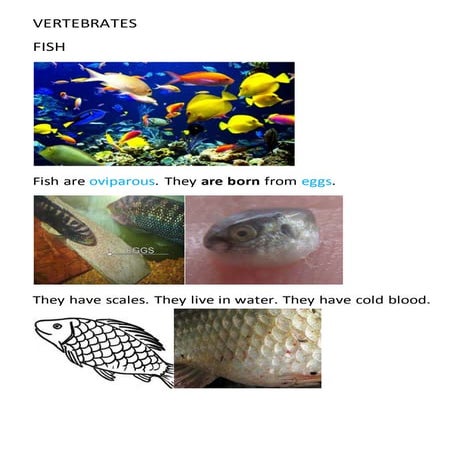 Vertebrates 3