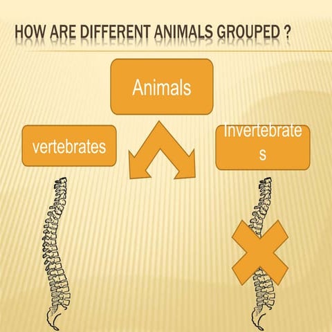 Vertebrates and invertebrates