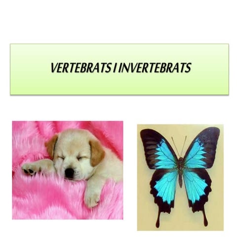 Vertebrats i invertebrats