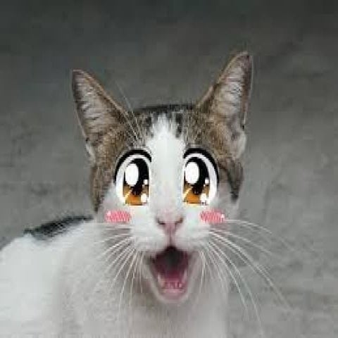 Very funny cat videos | PPT