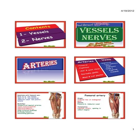 Vessels & nerves of lower limb