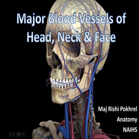 Vessels of head, neck &amp; face