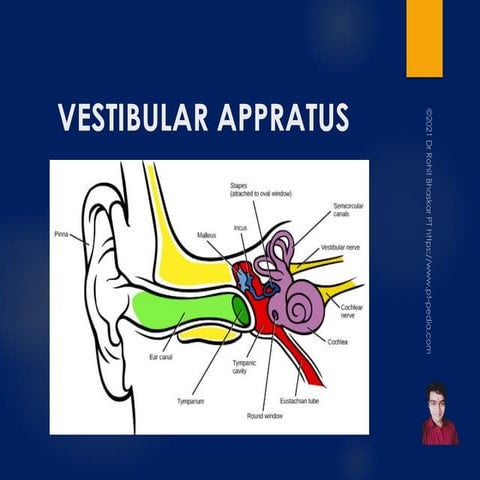 Vestibular System Anatomy Function - Dr Rohit Bhaskar