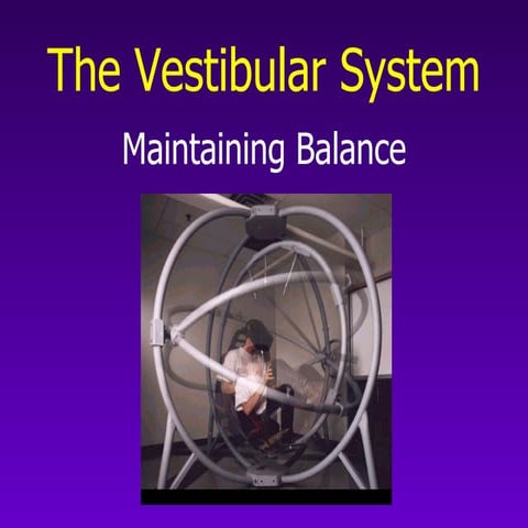 Vestibular System