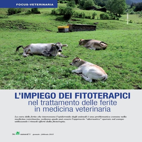 Pubblicazione relativa ad AlchemiaLand _ Dottor Carella