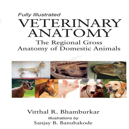 VETERINARY ANATOMY 1ST YEAR NOTES PDF FREE DOWNLOAD visual data 5
