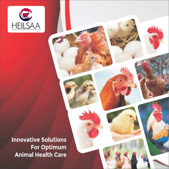 Veterinary Feed Supplement Manufacturers | PDF