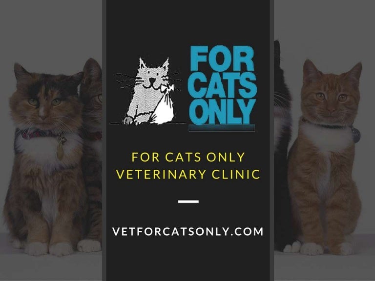 cats only veterinary clinic