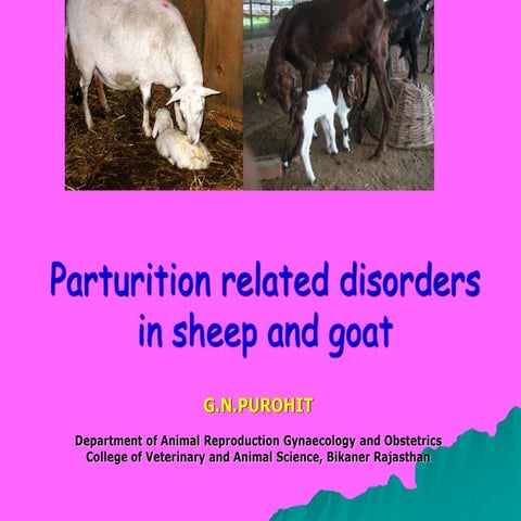 Vet obst lecture 14 Postpartum complications in sheep and goats