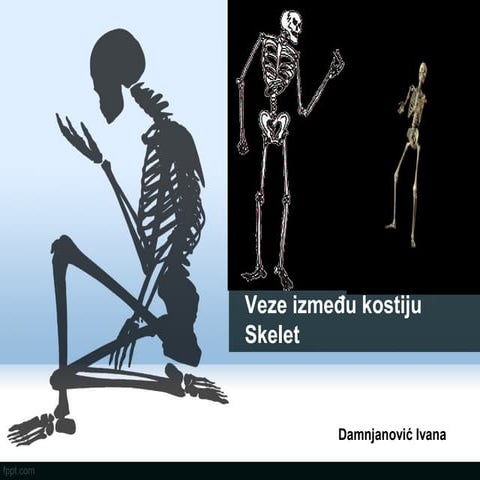 Skeletni sistem; veze izmedju kostiju