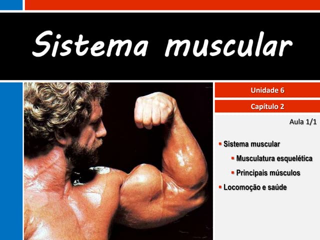 VI.2 Sistema muscular