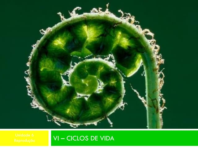 Ciclos de vida
