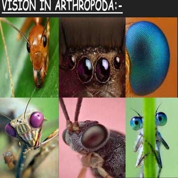 Vision in Insects (simple eye, compound eye).pptx