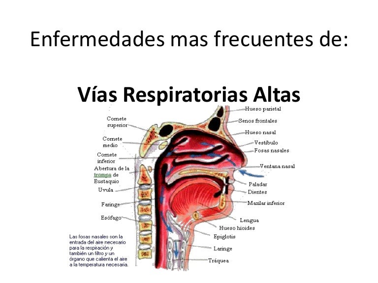 Anatomia De Las Vias Respiratorias Altas