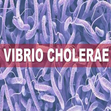 Vibrio cholerae