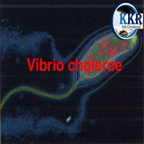 Vibrio Cholera                      .ppt