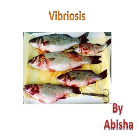 Vibriosis in fish
