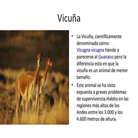 Vicuña