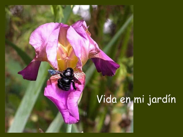 Vida En Mi Jardin (Español - English)