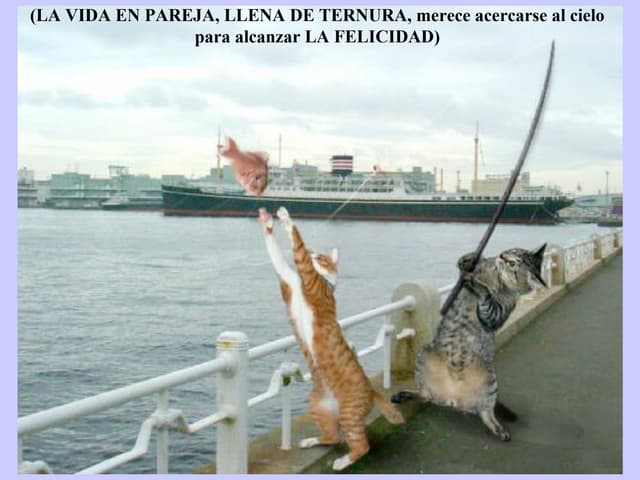 Vida la vie