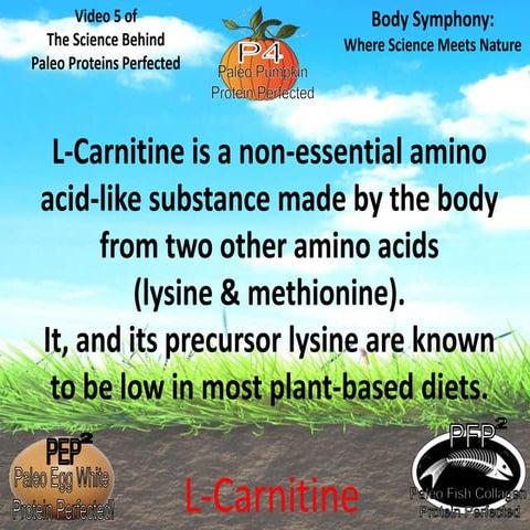 l carnitine definition Carnitine
