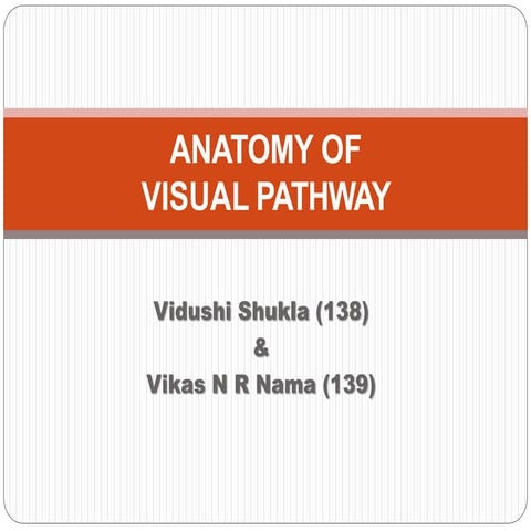 anatomy of visual pathway