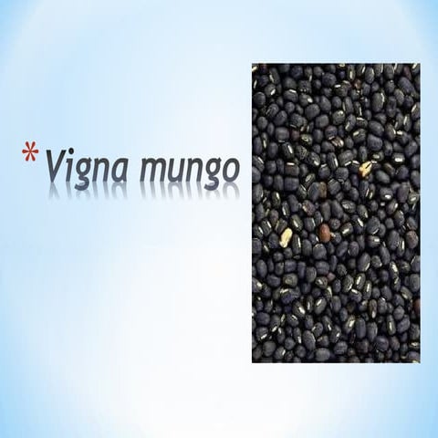 Vigna mungo