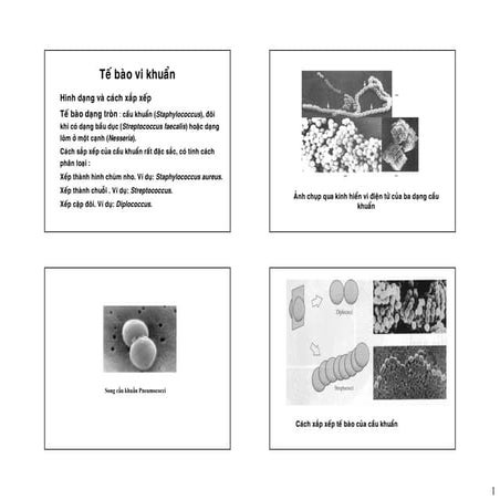 Vi khuan hoc can ban