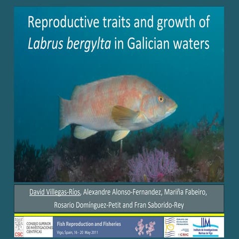 Reproductive traits and growth of Labrus bergylta in Galician waters | PPT