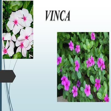 VINCA.pptx