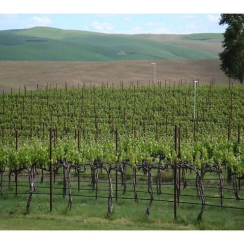 Walla Faces Vineyards