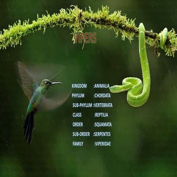 Viper,the snake viper major poison and several types vipers are present