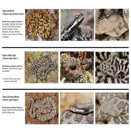 Vipere d'Italia   