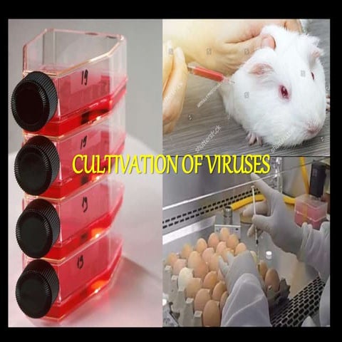 Cultivation of Virus