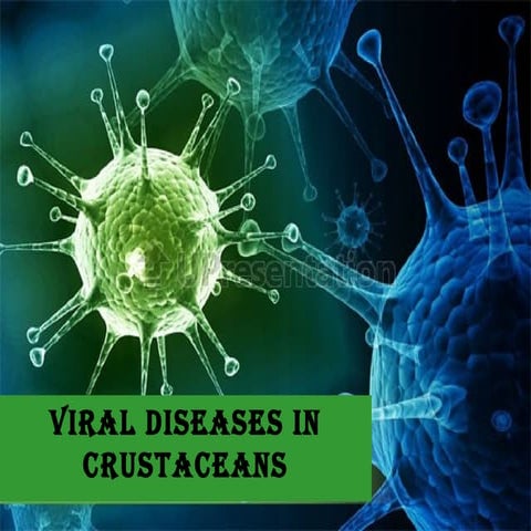 Viral diseases in crustaceans